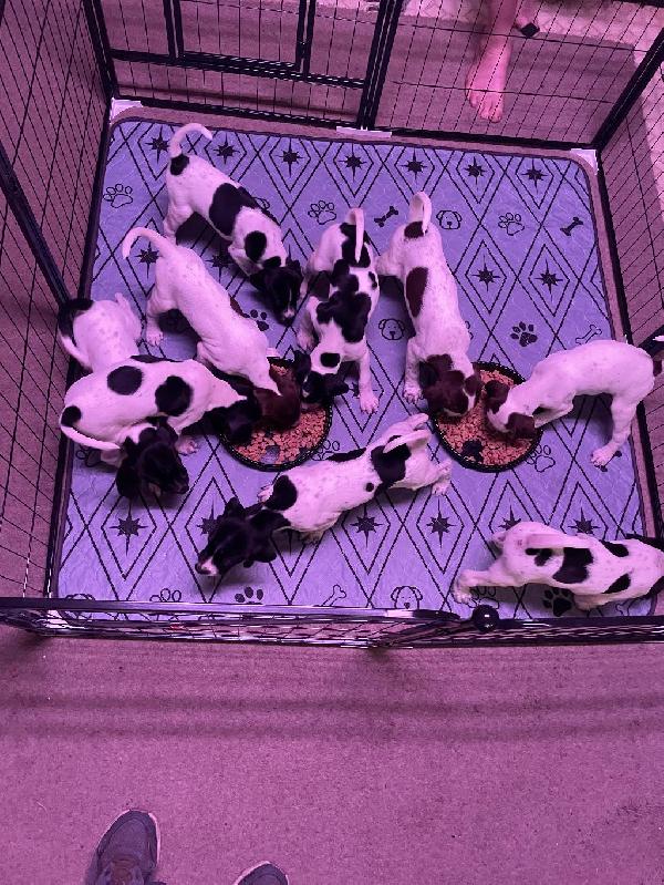 PUPPIES HAVING LUNCH
