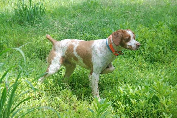 OTTER CREEK BRITTANYS OTTER CREEK BRITTANYS