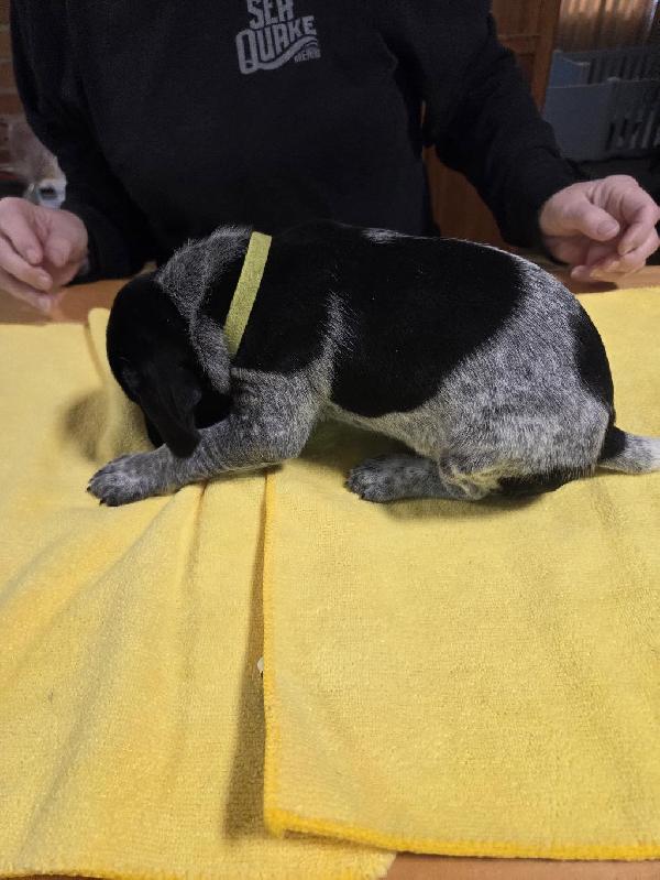 MALE BLACK ROAN PATCHED AND TICKED LT GREEN C