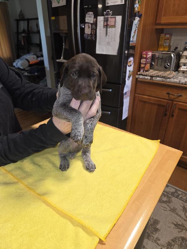 MALE LIVER ROAN PATCHED AND TICKED BROWN COLL