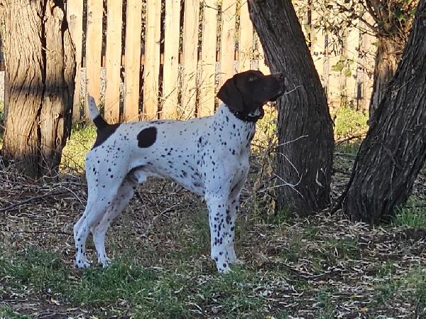 ROCKY (SIRE/STUD)