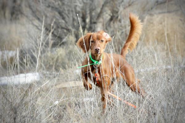 RED SETTER