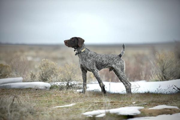 WIREHAIR / LONE SAGE BIRD DOGS