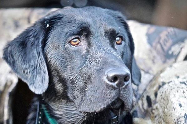 LONG HOLLOWS BLUE DEVIL