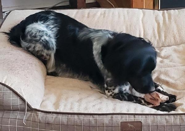SASHA DU YOUNGS (AKC/UKC)