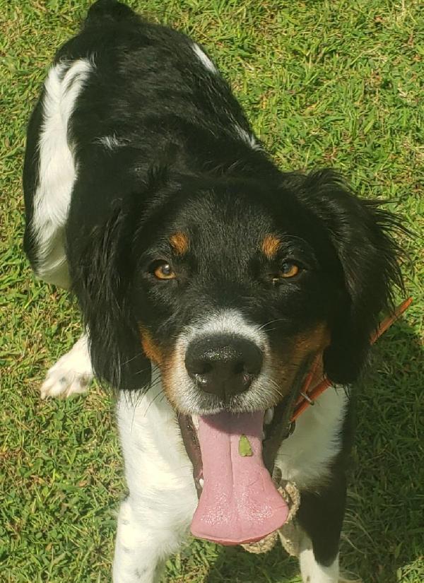 DOWDYS RASCALS GOTTA BULLET (AKC)