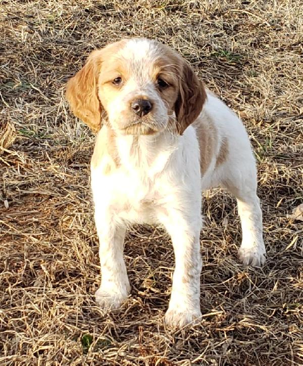DOWDYS SHADOW RIDER X DOWDYS JUNE TIME BULLET