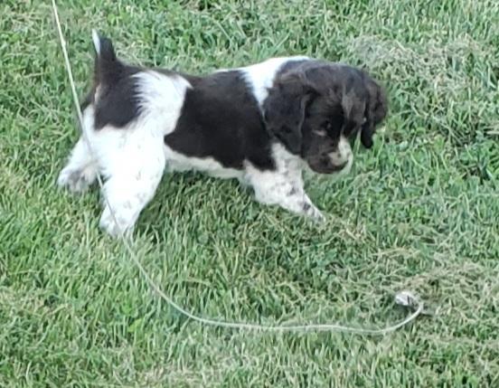 6 WEEK OLD PUP POINTING