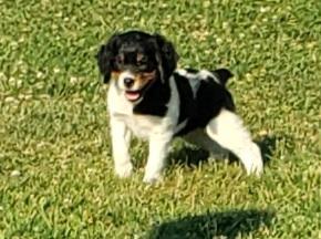 DOWDYS RASCALS GOTTA BULLET X SASHA DU YOUNGS