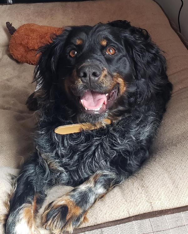BEAUREGARD DE DOWDY (AKC/UKC FRENCH BRITTANY)