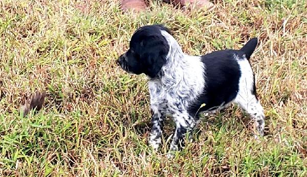 BEAUREGARD DE DOWDY X DOWDYS JUNE TIME BULLET