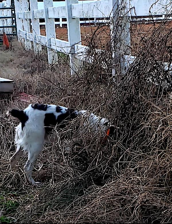 DOWDYS JUNE TIME BULLET