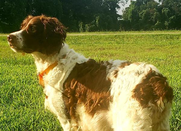 DOWDYS JUNE TIME BULLET