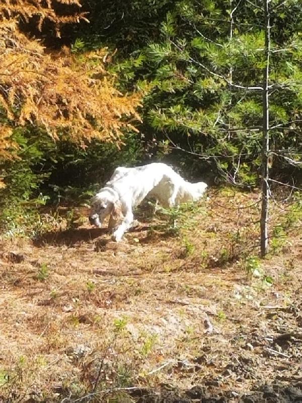 COOPER GROUSE POINT WESTERN MAINE