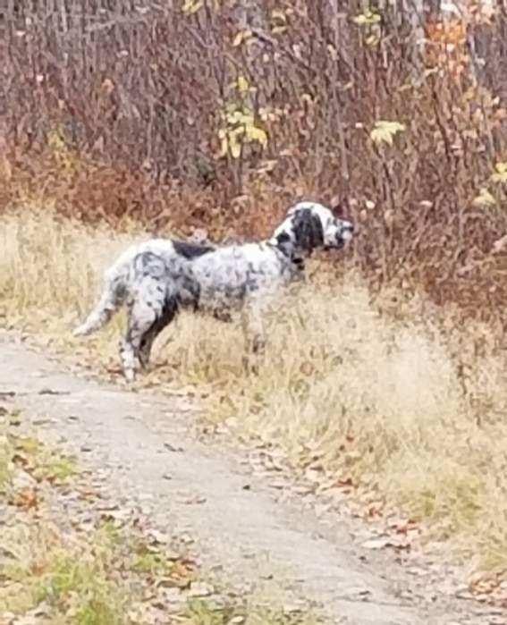 RAVEN BACKING COOPER