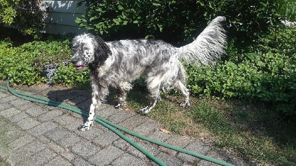 GABY TRAINING TO BE A BIRDDOG