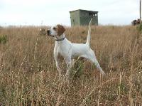 PINEHILL PHANTOM MISS GOLD