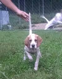 ELHEW PUP