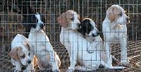 ELHEW PUPS FROM BOATNERS KENNELS