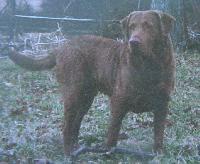 JED